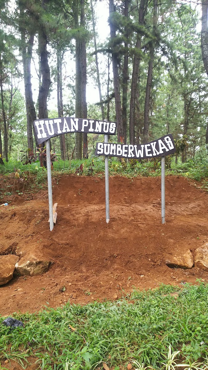 Hutan Pinus Sumber Wekas (HPS)