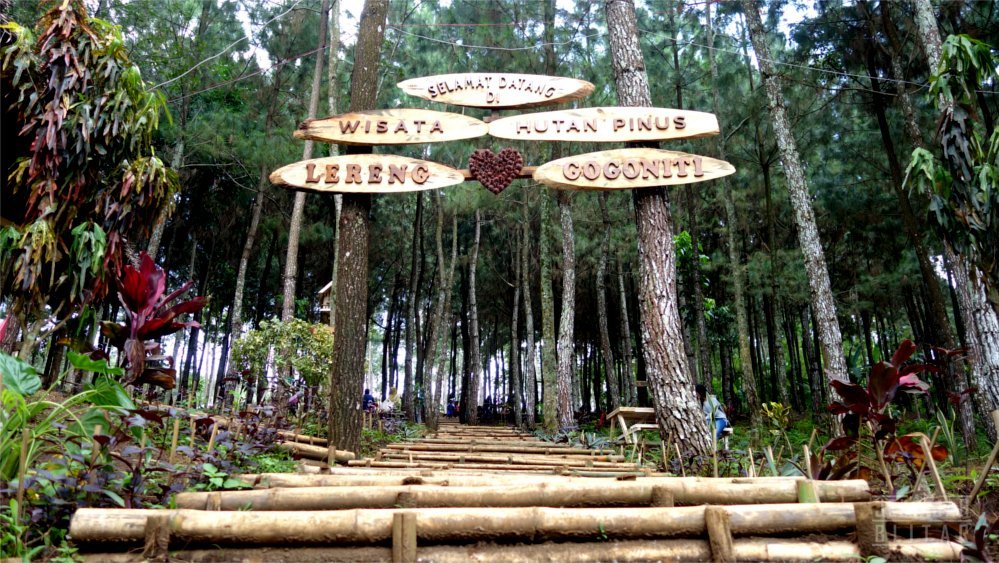 Wisata Hutan Pinus Gogoniti