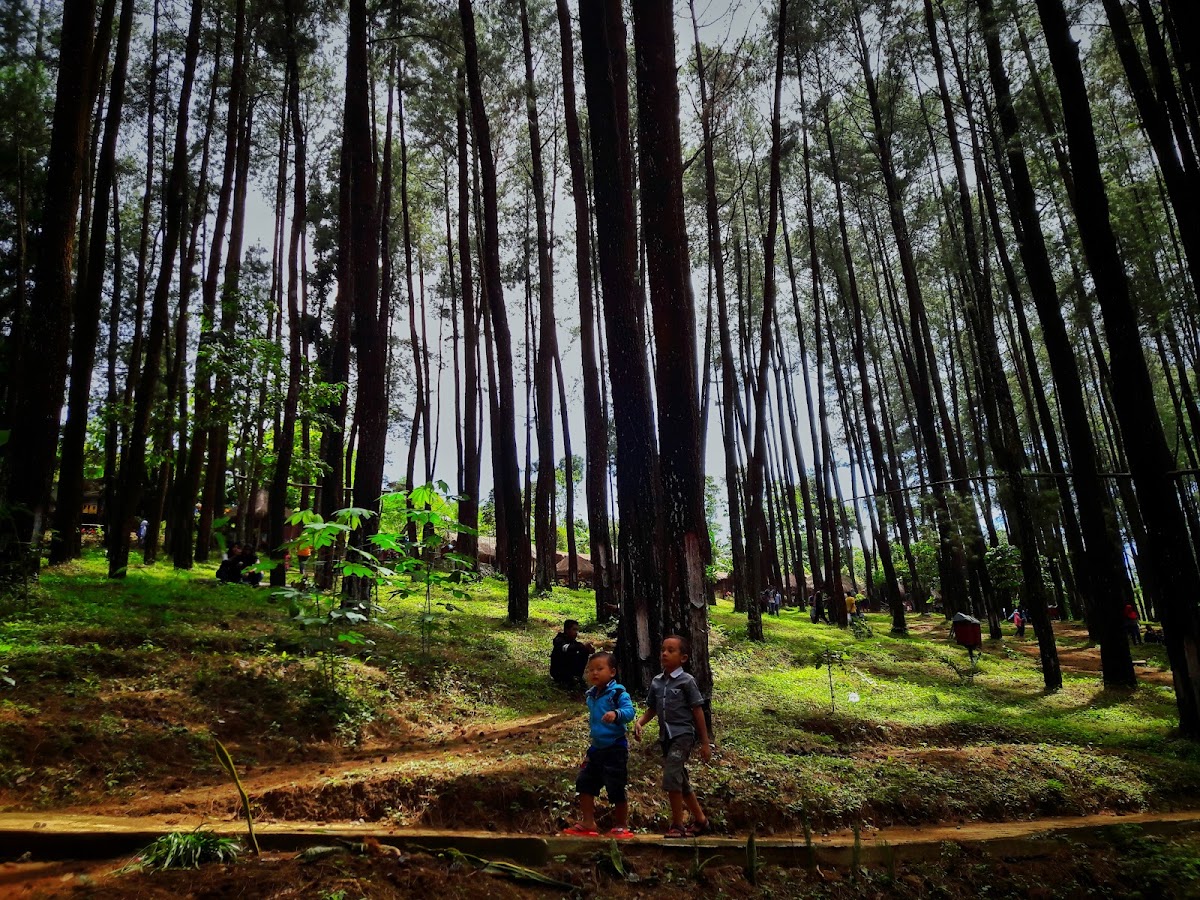 Hutan Pinus NONGKO IJO