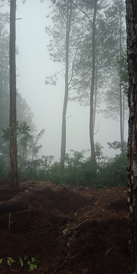 Wisata hutan pinus putukrejo
