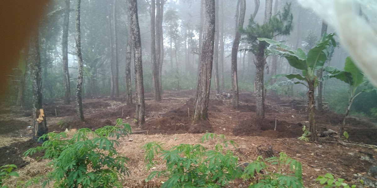 Wisata hutan pinus putukrejo