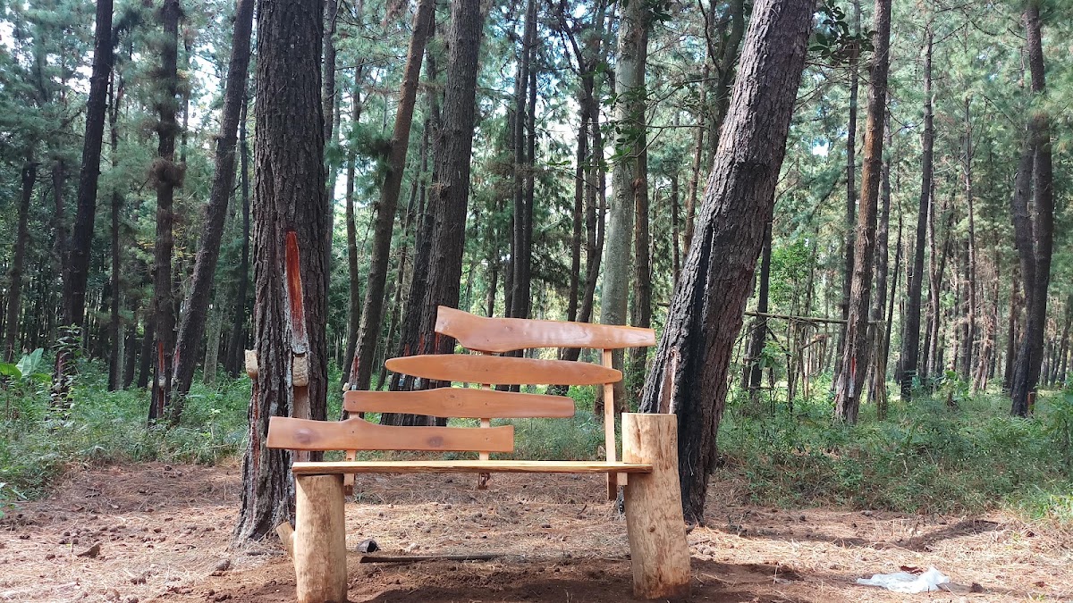 Hutan Pinus Ampelgading