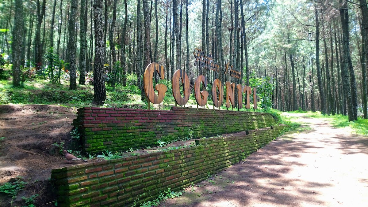 Hutan Pinus Ampelgading