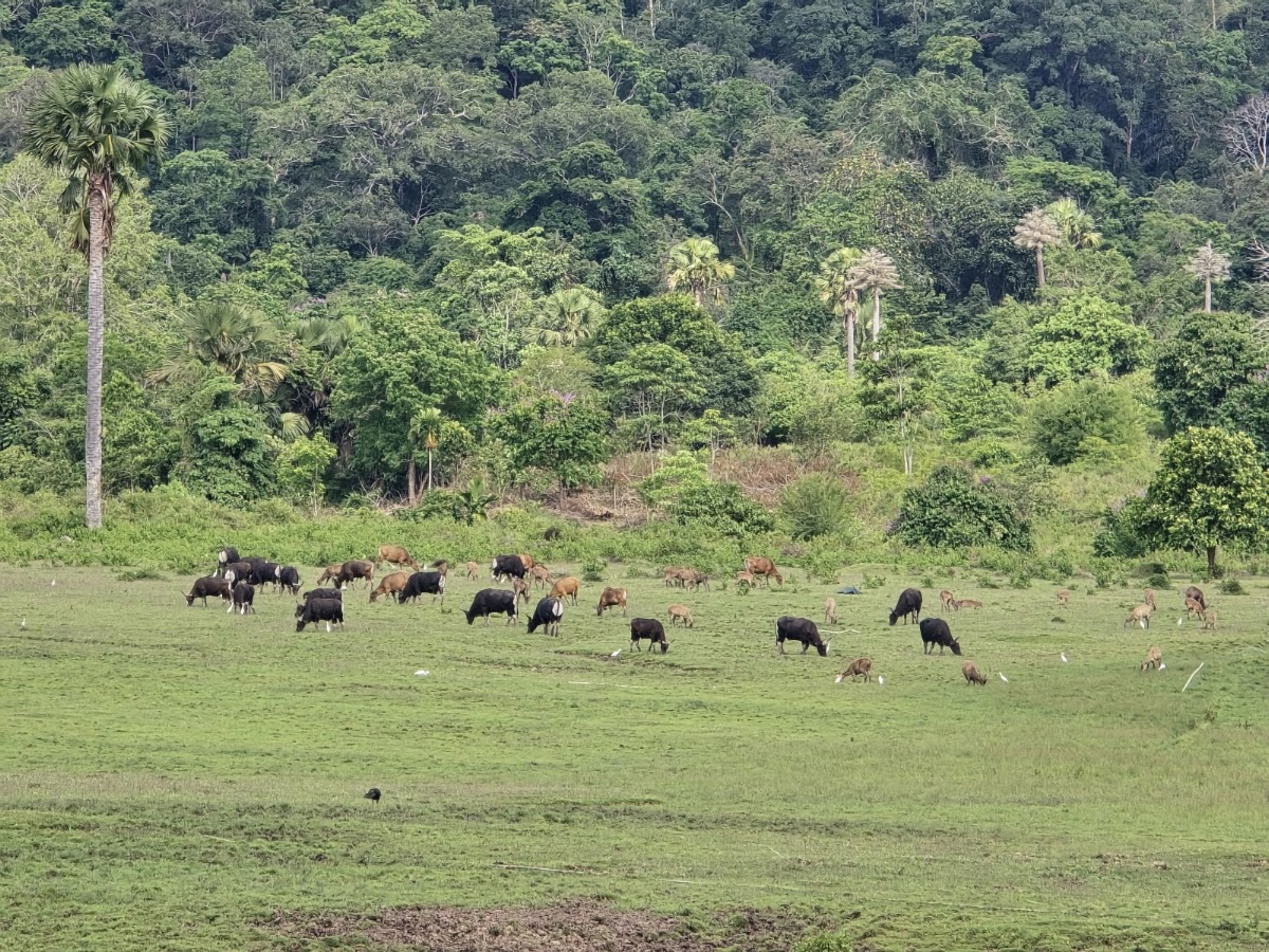 Taman Nasional Alas Purwo