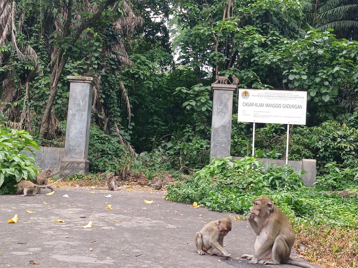 Cagar Alam Manggis (Alas Simpenan)