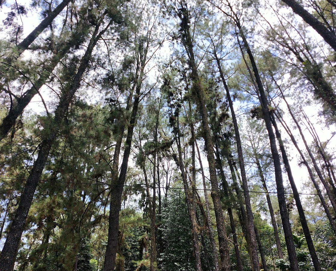Hutan Kota Pinus Mentaos I