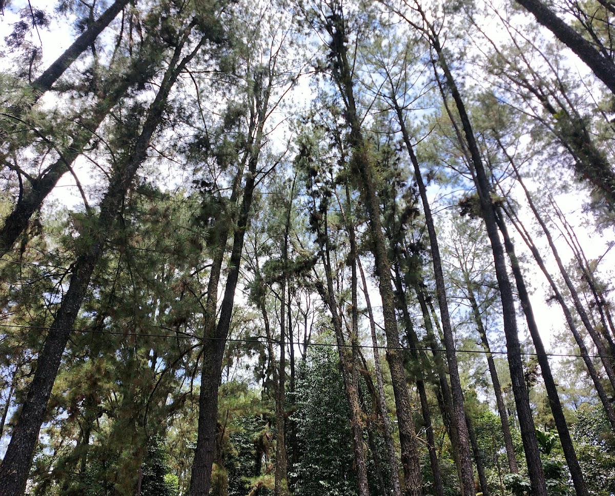 Hutan Kota Pinus Mentaos I