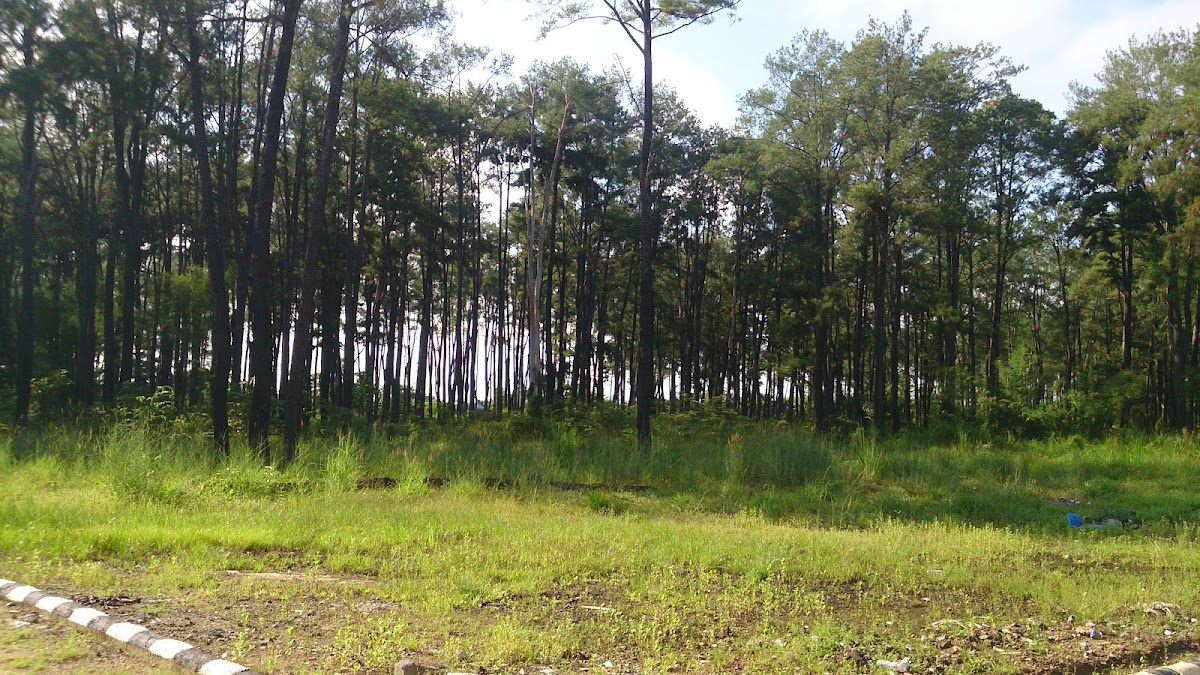 Hutan Pinus II