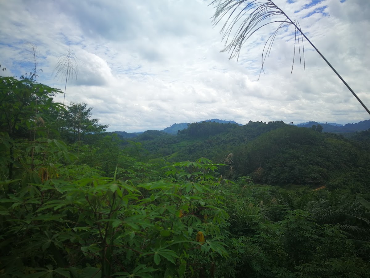 Gunung Niut