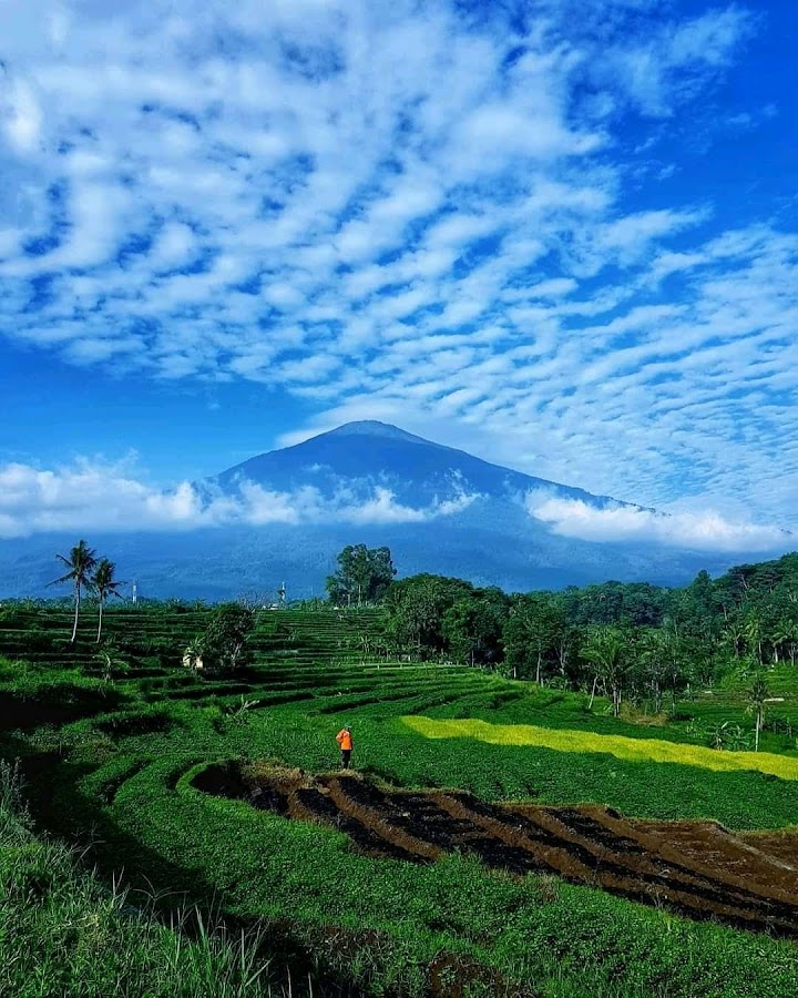 Gunung Palung