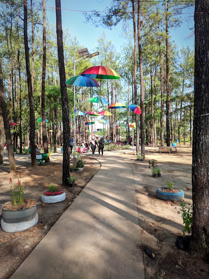 Wisata hutan pinus sungai danau