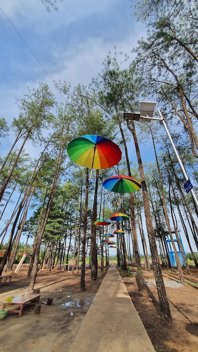 Wisata Pinus Satui