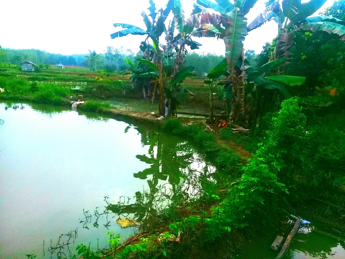 Kampung ikan outbound land
