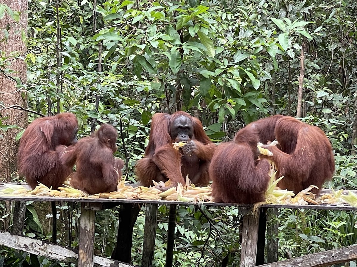 Taman Nasional Tanjung Puting