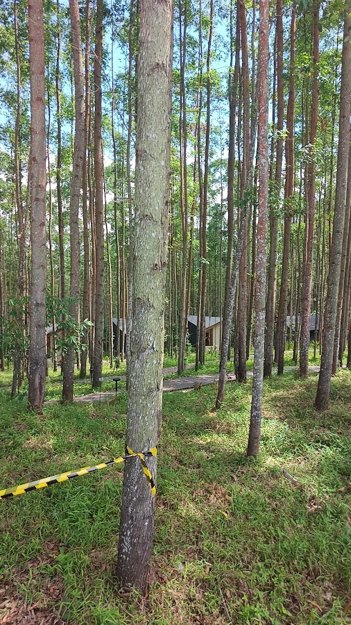 Glamping IKN Sepaku
