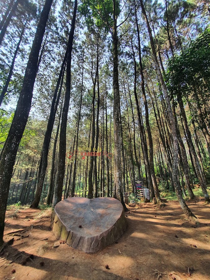 Wisata Alam Wangun Hutan Pines