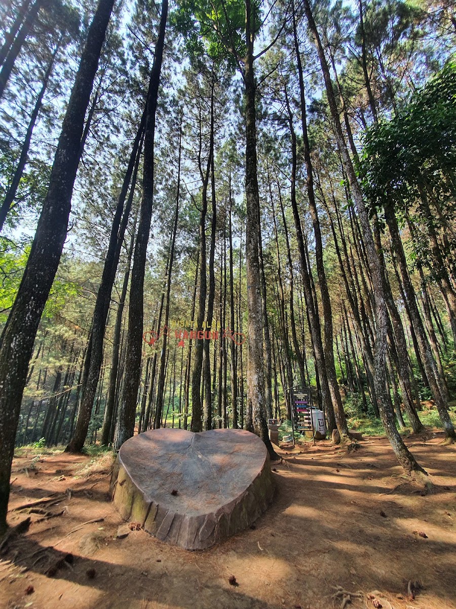 Wisata Alam Wangun Hutan Pines