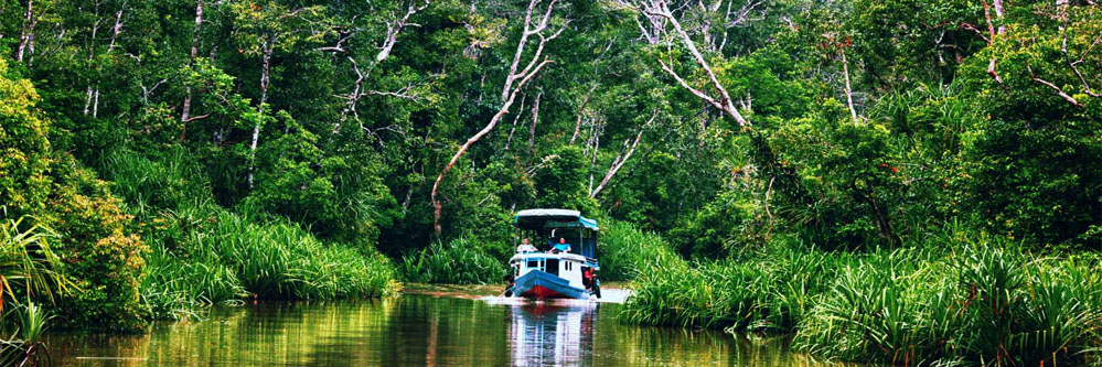 Borneo Primate Tours - Orangutan Applause Day Tours