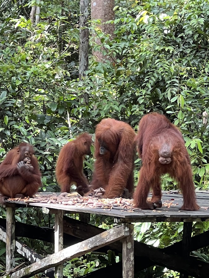 Orangutan Tanjung Puting Park