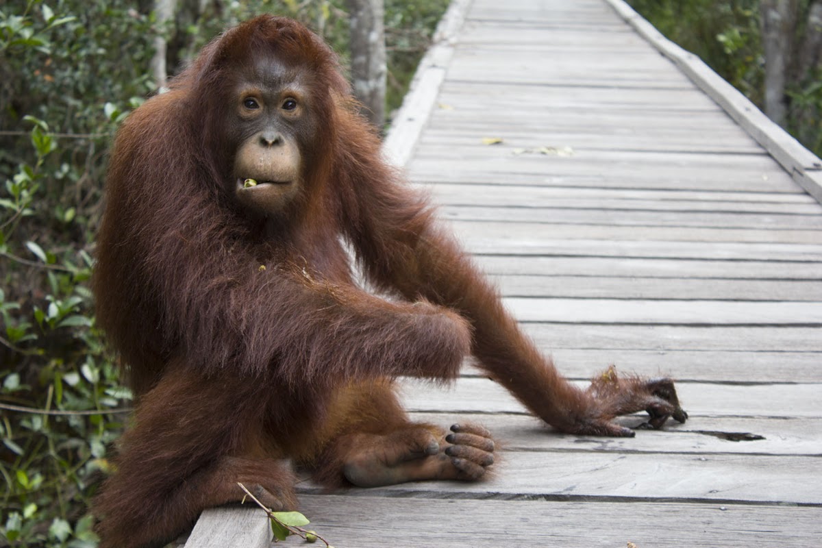 Orangutan Tour - Varada Borneo