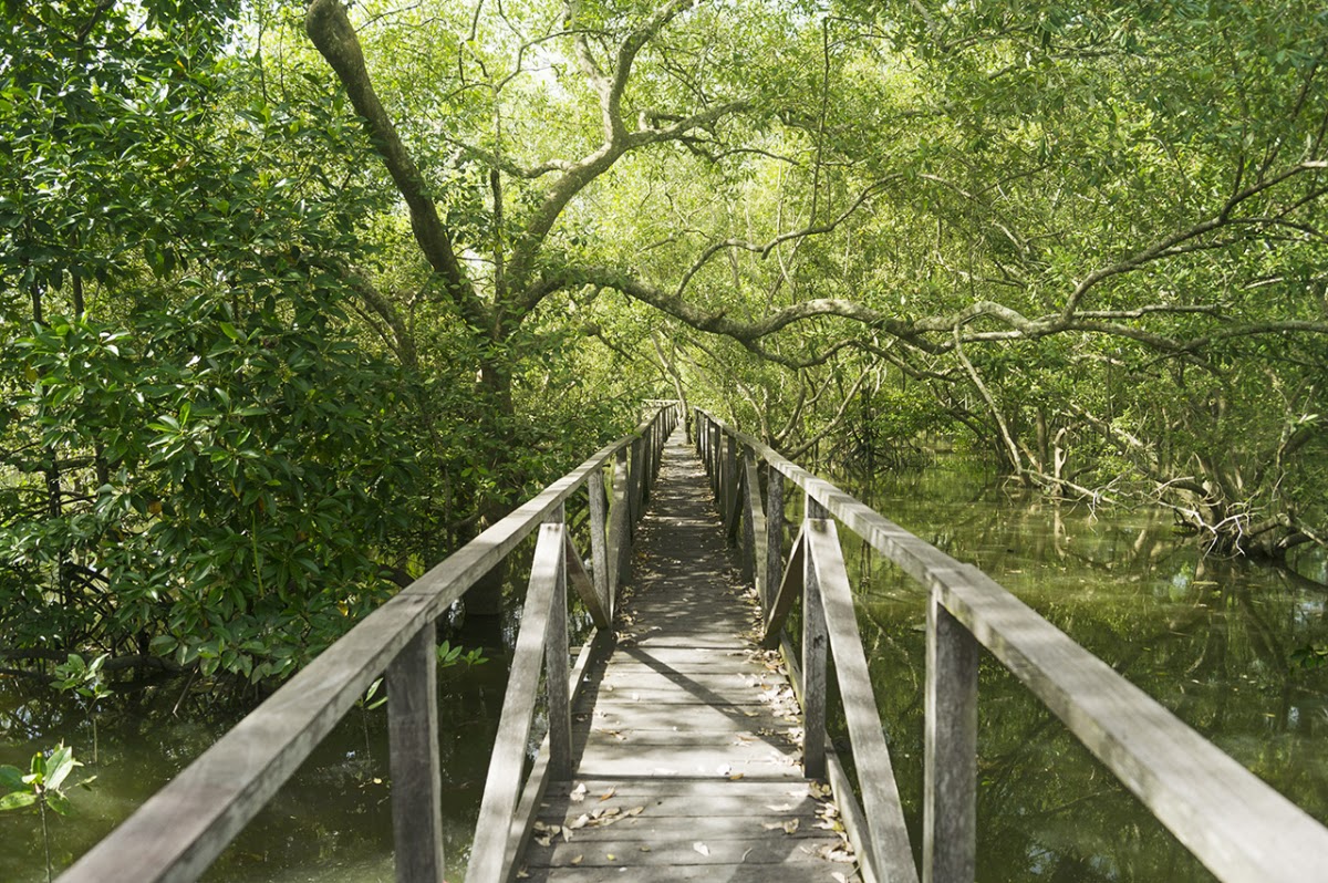 HUTAN MANGROVE MARGASARI BALIKPAPAN BARAT
