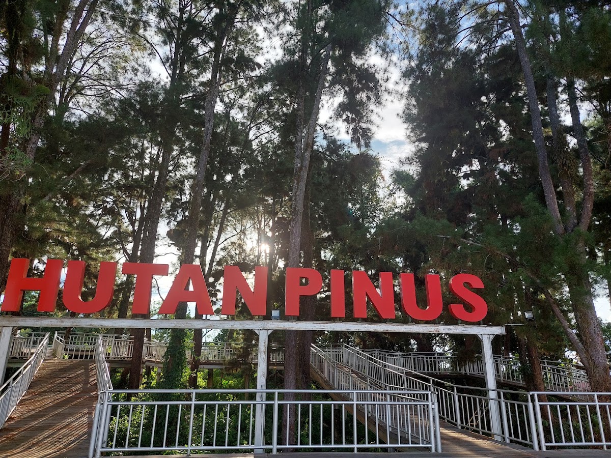 Hutan Pinus Tana Tidung