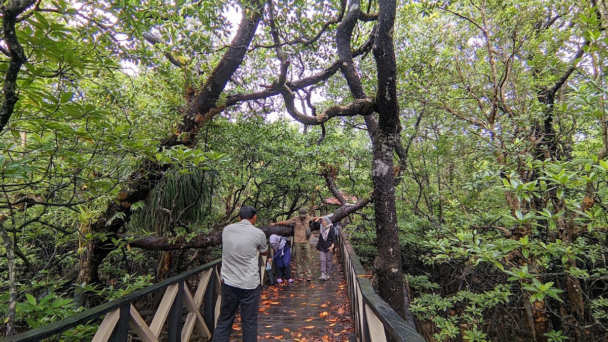 Wisata Alam Mangroove Ardimulyo