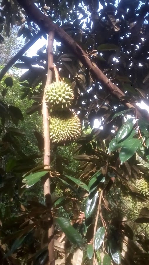 Air Terjun Desa Air Mesu