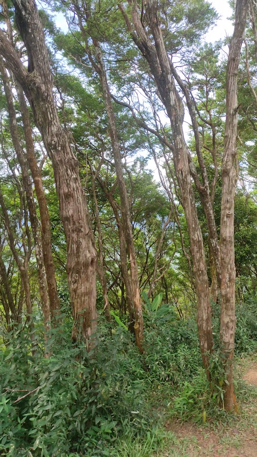 Puncak Gunung Maras
