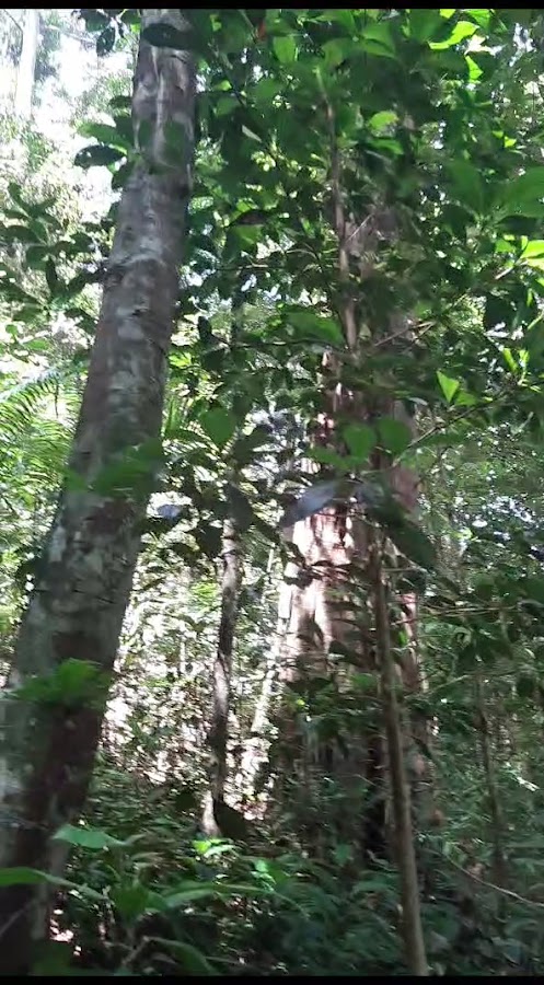 Gunung Bintan Besar