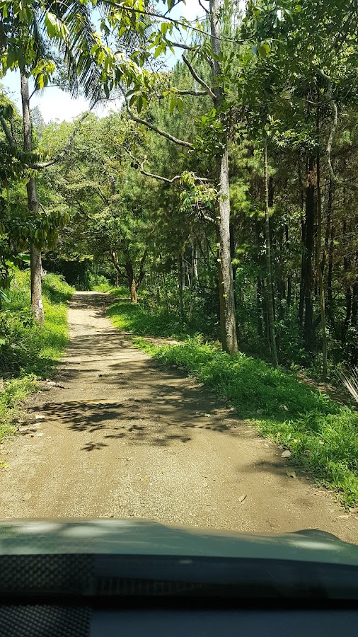 Hutan Pinus Lapangan Tembak Bandar Lampung