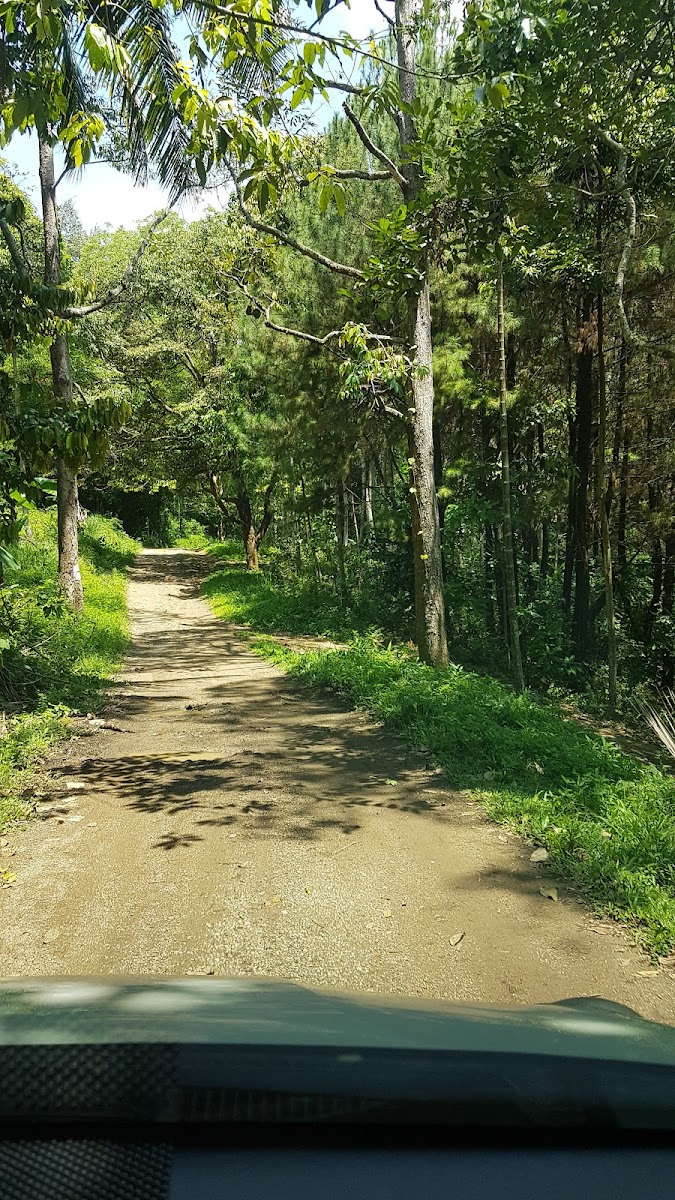 Hutan Pinus Lapangan Tembak Bandar Lampung