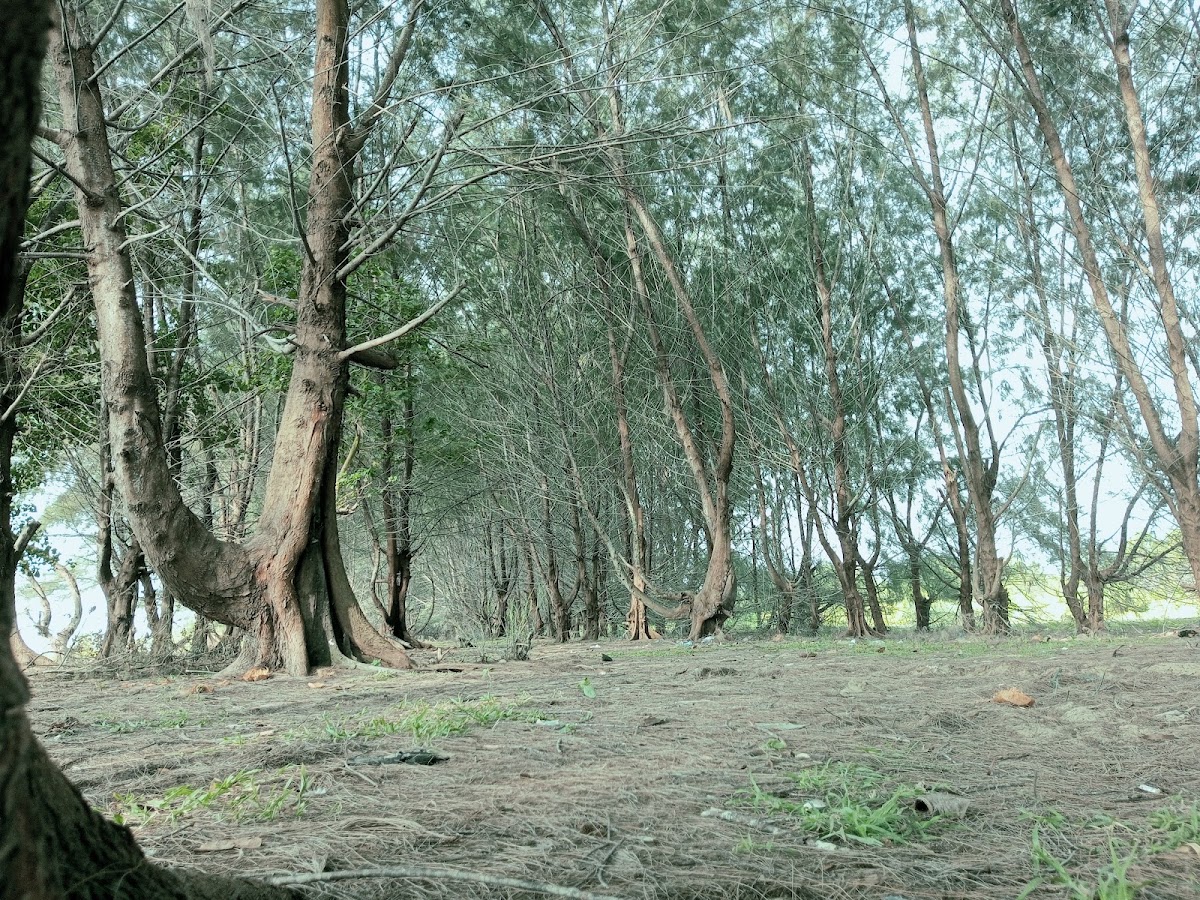 Wisata Alam Pohon Pinus