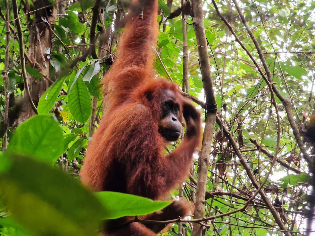 Taman Nasional Gunung Leuser
