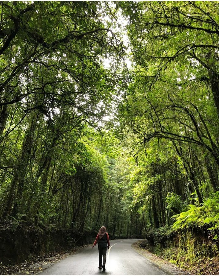 Hutan Pusuk (In the Jungle)