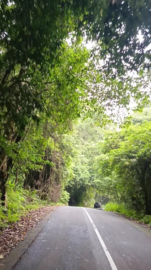 Hutan Pusuk (In the Jungle)