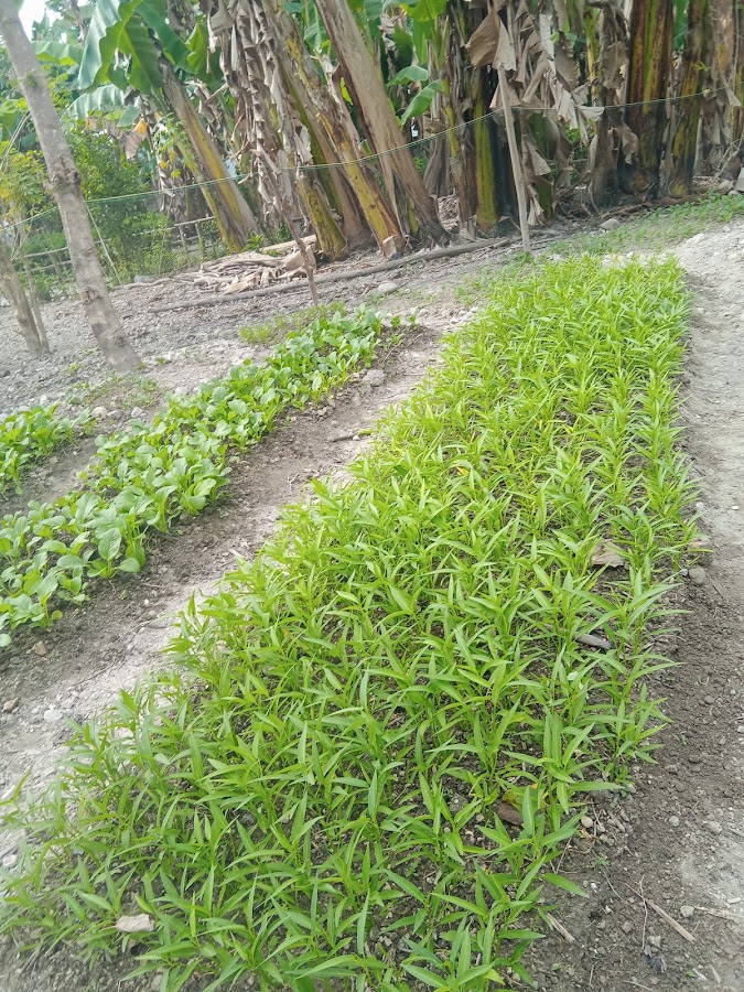 Tuakole kec batuputih kab TTS prov NTT INDONESIA