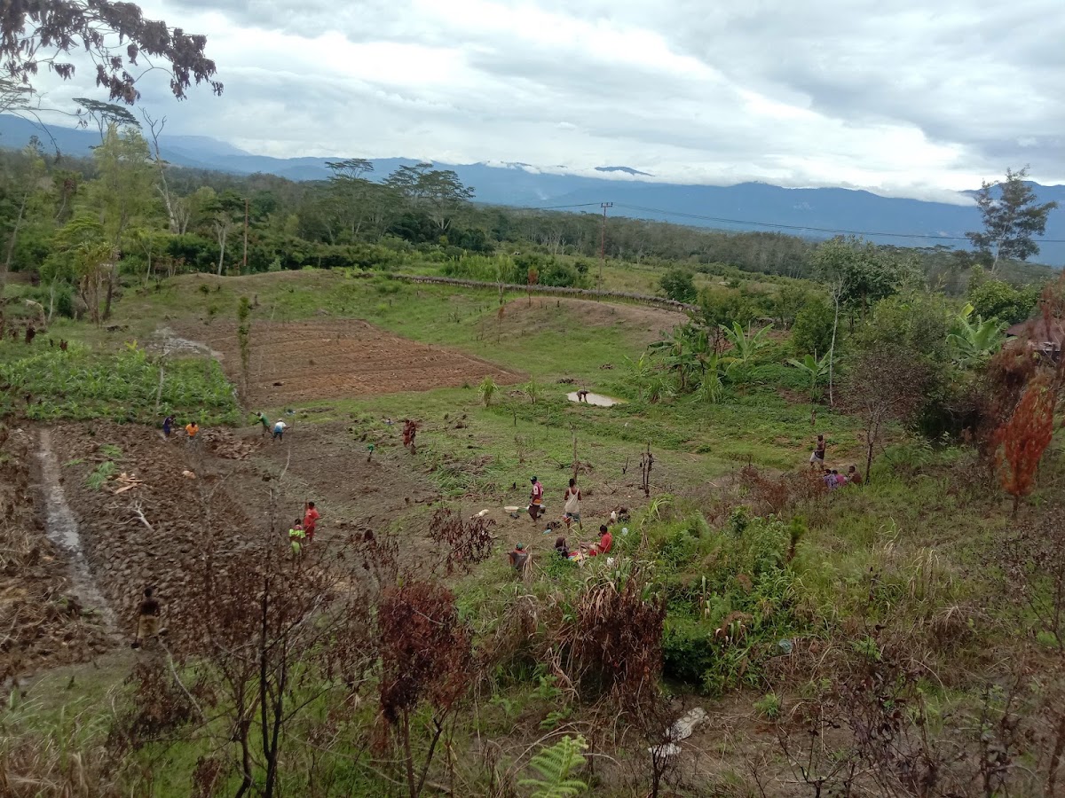 Taman pinus isakusa Kab. Jayawijaya Propinsi Papua Pegunungan