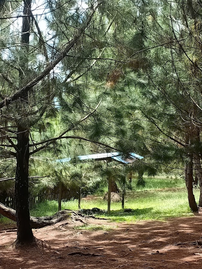 Isakusa (Hutan Kota Wamena)