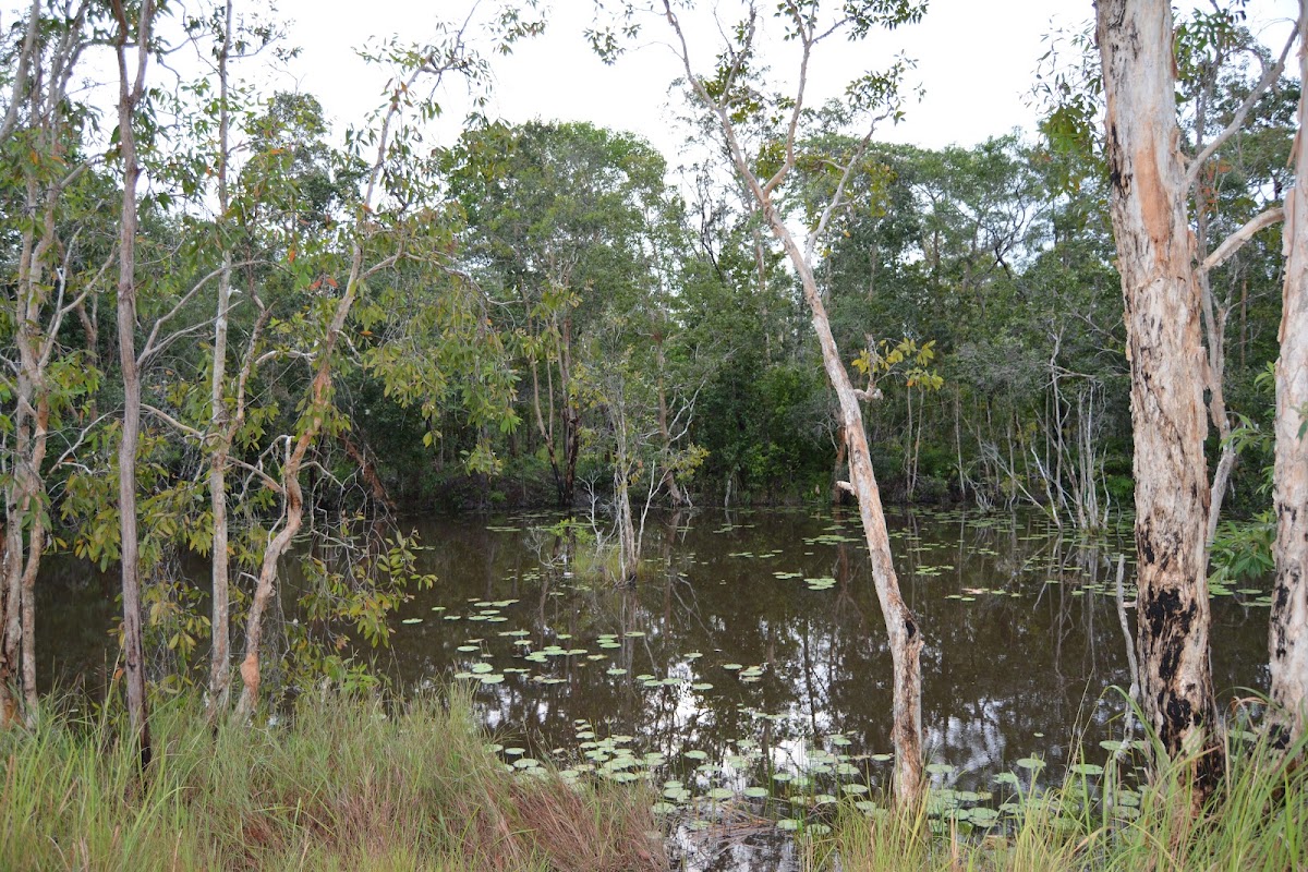 Taman Nasional Wasur