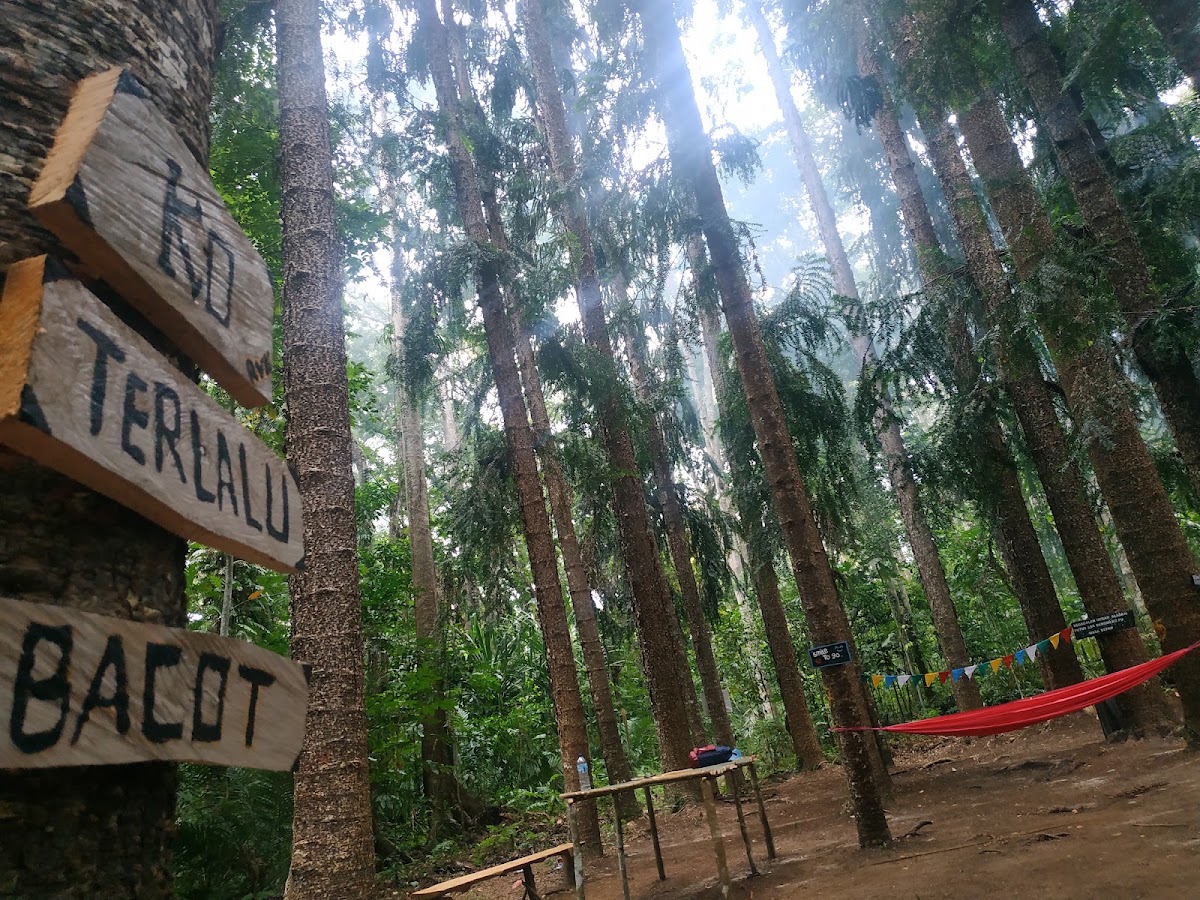 Araucaria Camp
