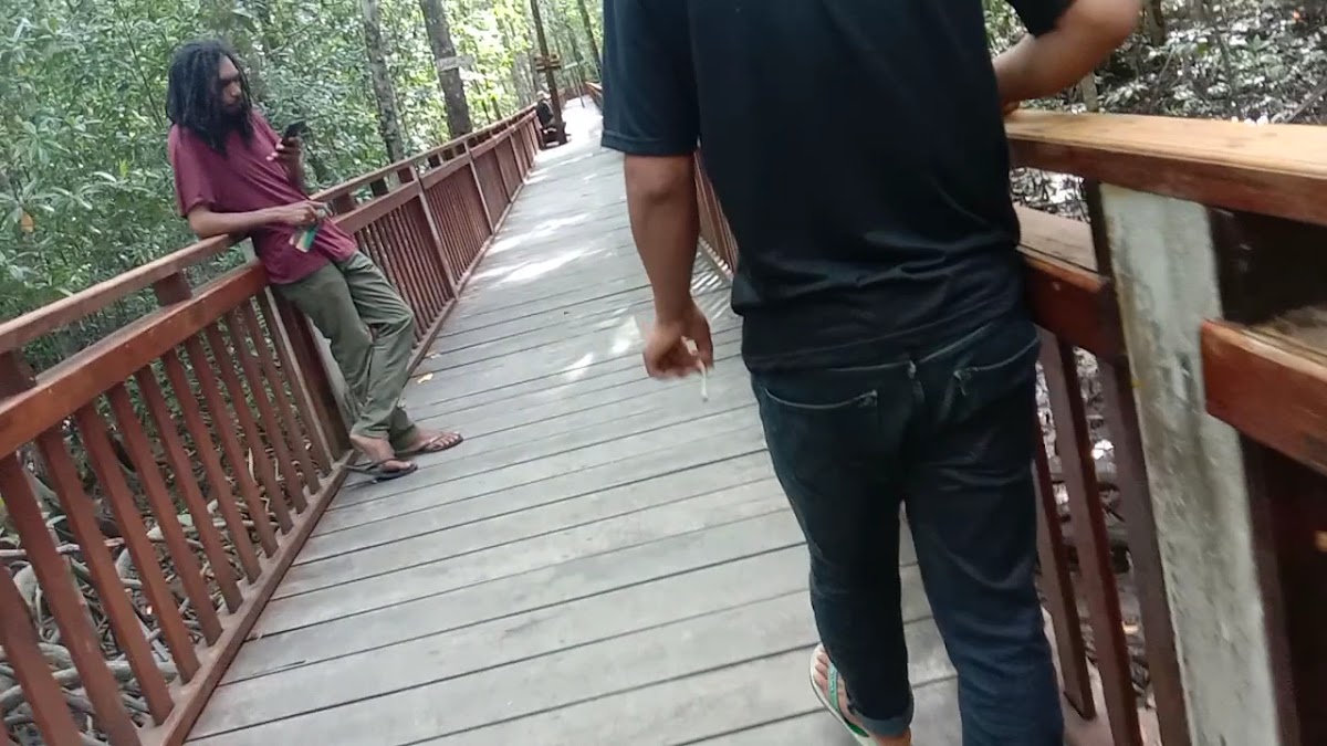 Ekowisata Hutan Mangrove Pomako