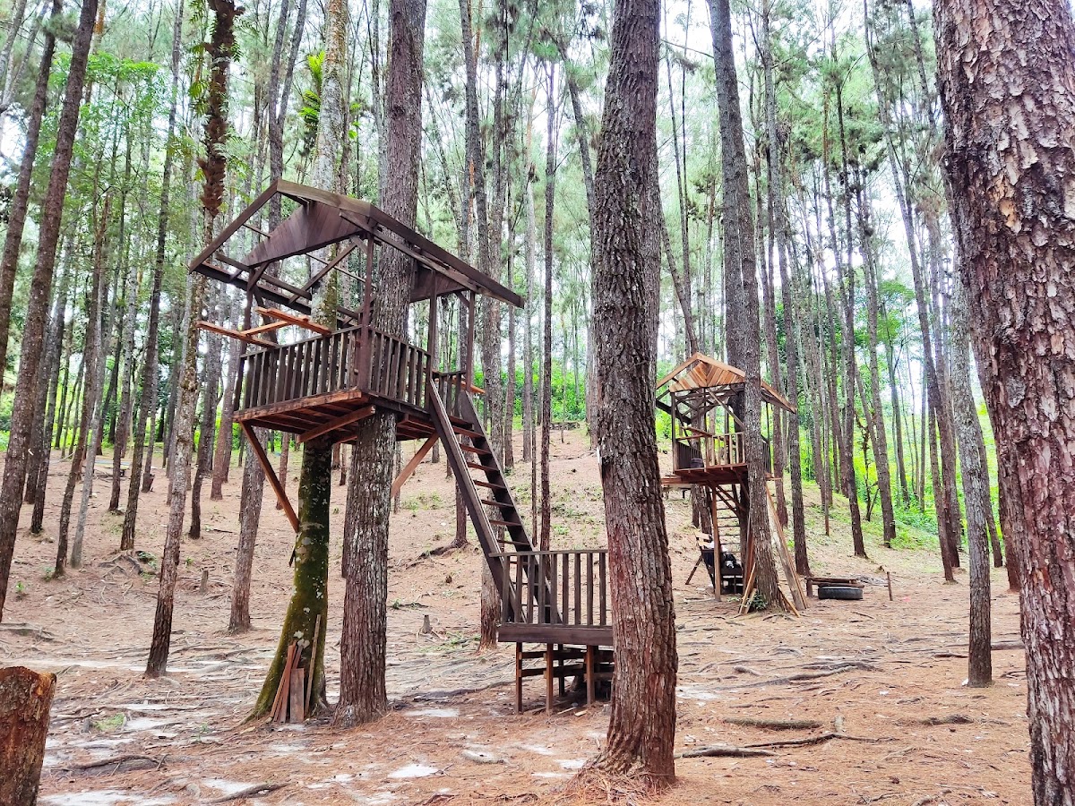 Wisata Hutan Pinus Cadika
