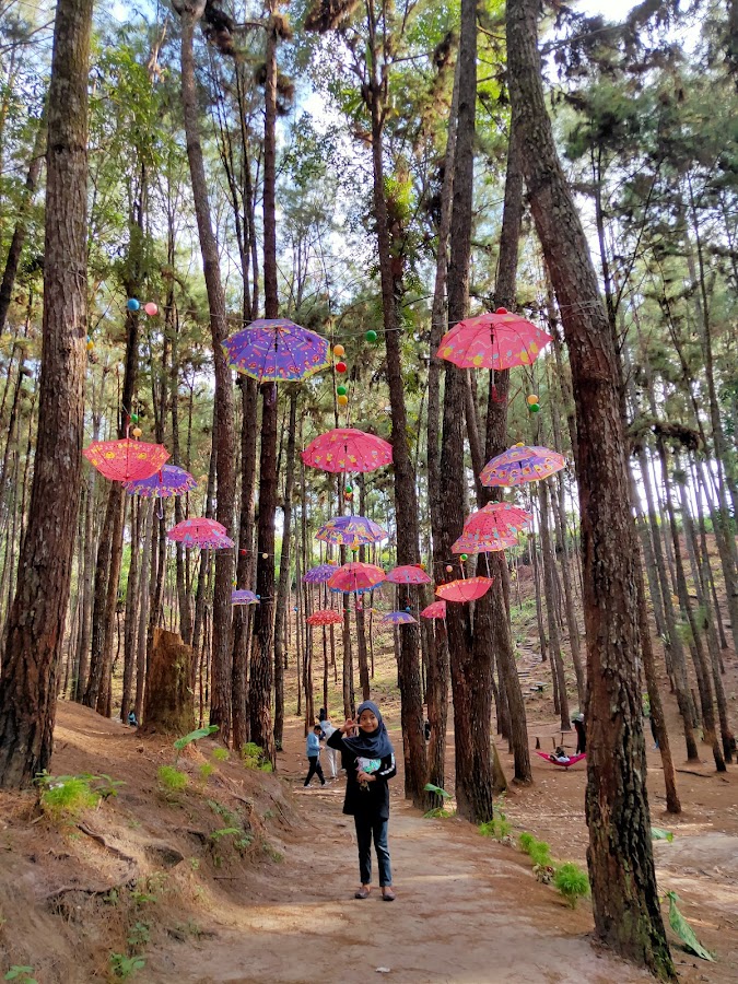 Hutan Kota Bangkinang