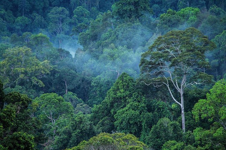 Taman Nasional Bukit Tigapuluh