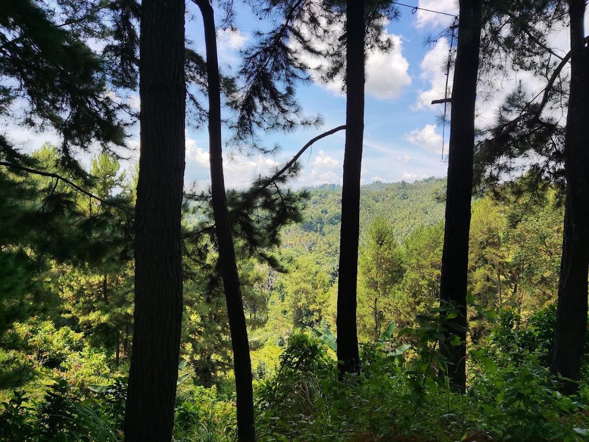 Hutan Pinus Li'bo'