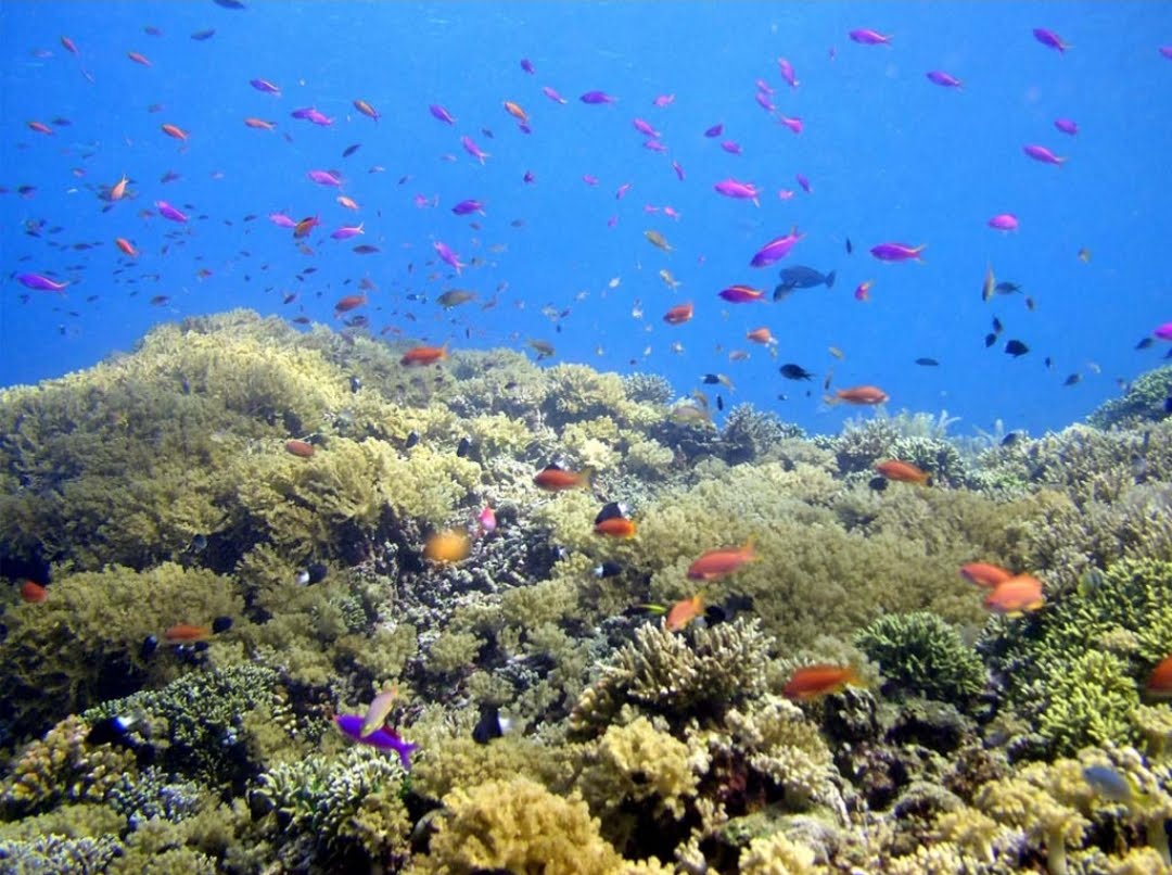 Taman Nasional Bunaken