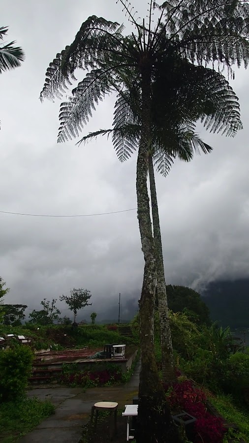 NIKUPINE BEDUGUL CAMPING GROUND