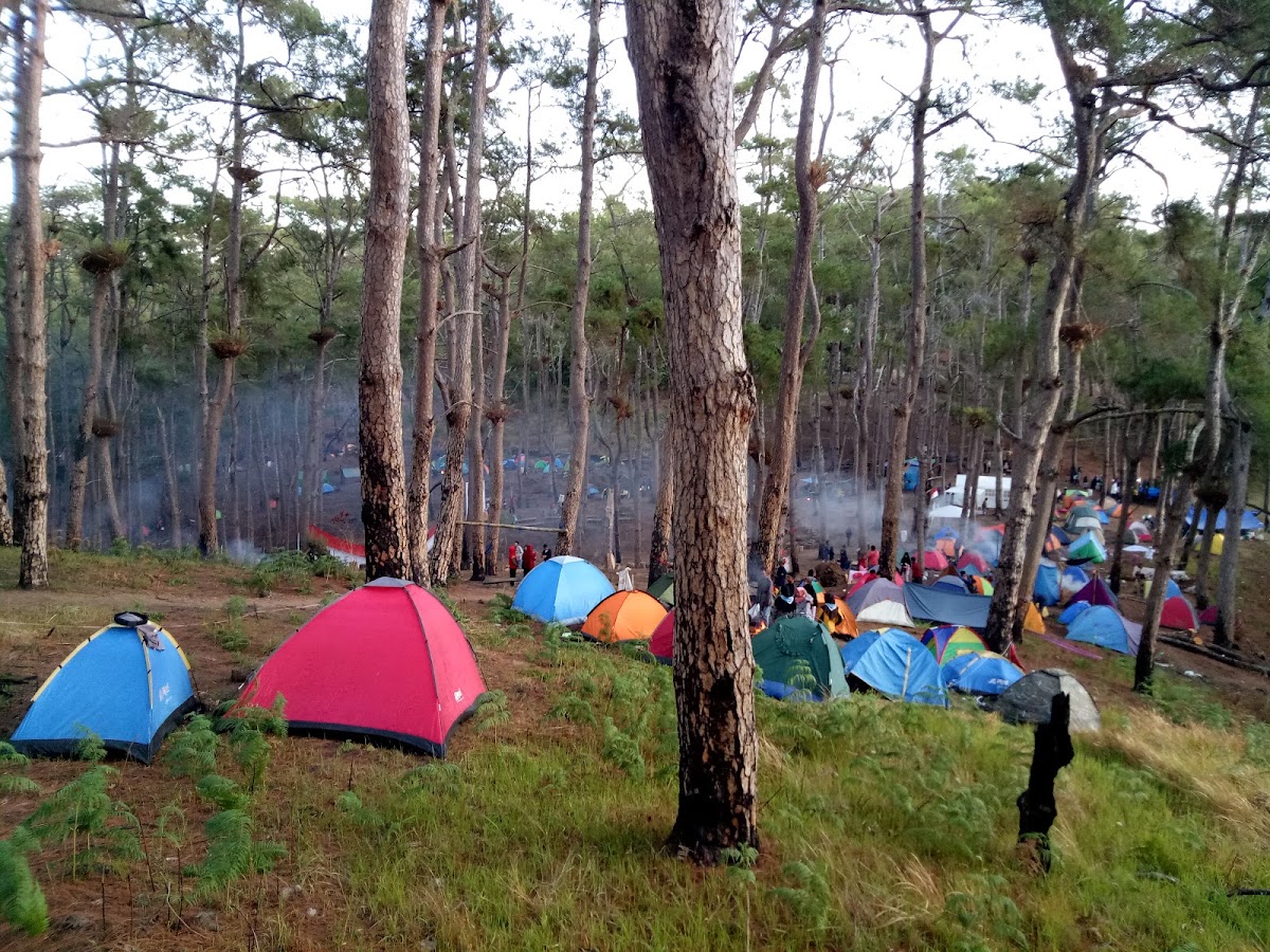 Wisata Hutan Pinus Rombeng
