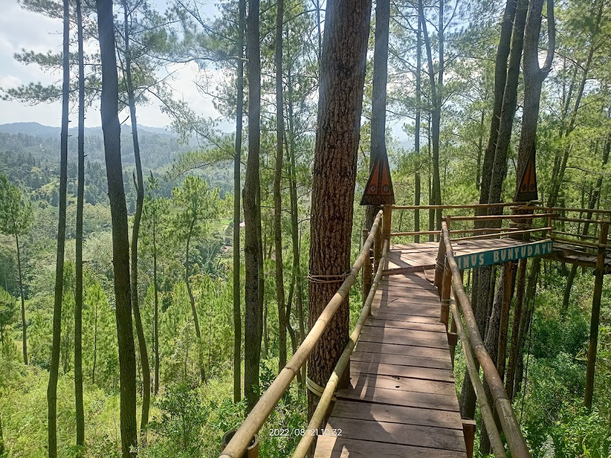 Wisata Hutan Pinus Buntudatu